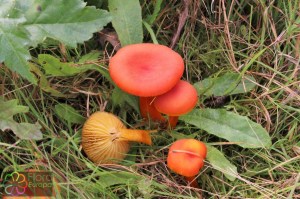 Hygrocybe miniata (1200 x 800).jpg_product_product